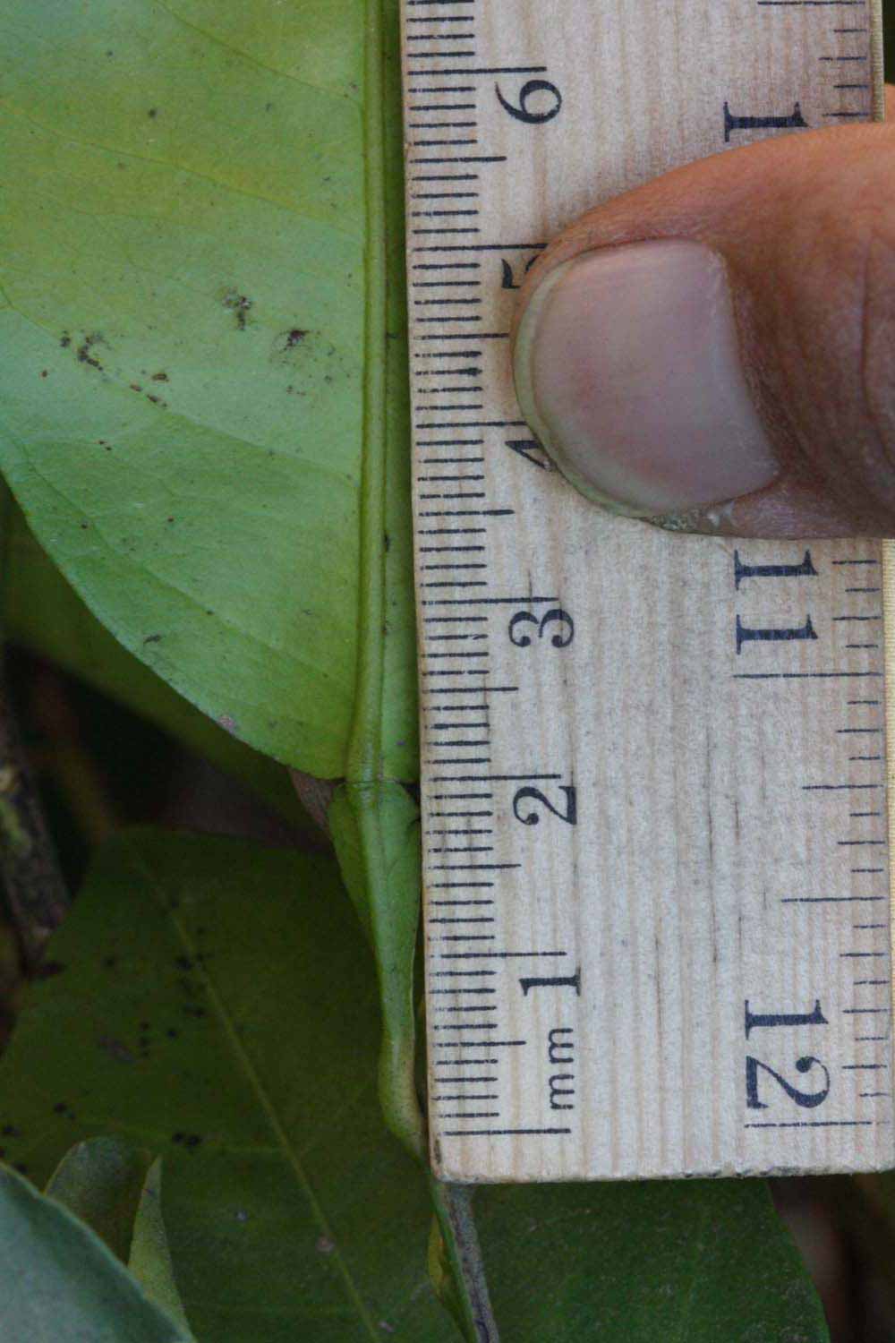            Unifoliolate leaf (Riverside, CA)   